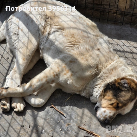 Алабай , снимка 5 - Алабай - 54179344