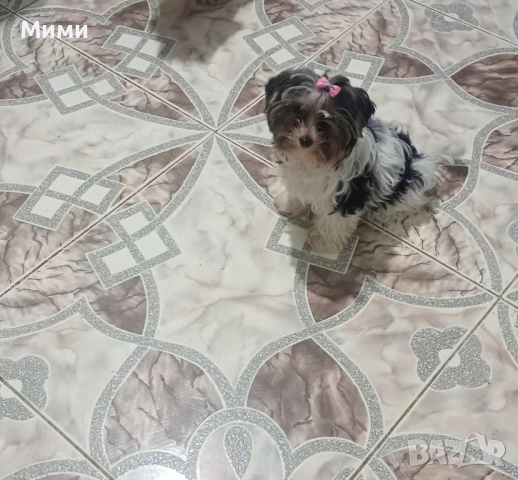 Бивър йоркширски териер 