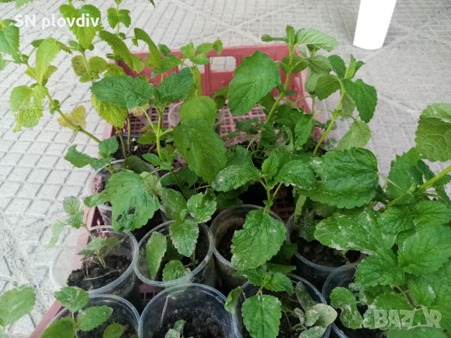 Маточина разсад, снимка 1