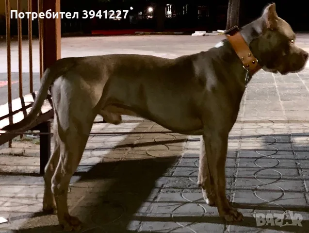 Американско Були XL, снимка 8 - Други - 56211733