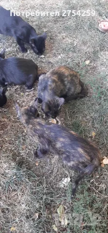 Котета за осиновяване!!!, снимка 2 - Други - 56020940