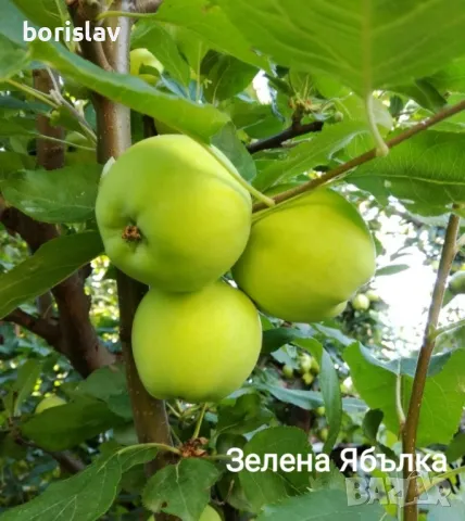 Продавам плодни дръвчета - праскови, кайсии, круши, ябълки, сливи, вишни, череши и дюли, снимка 5 - Разсади - 48079027