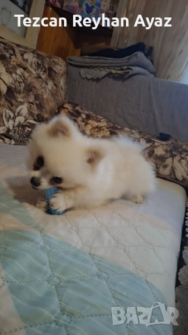 мини померан, снимка 14 - Померан - 51899268