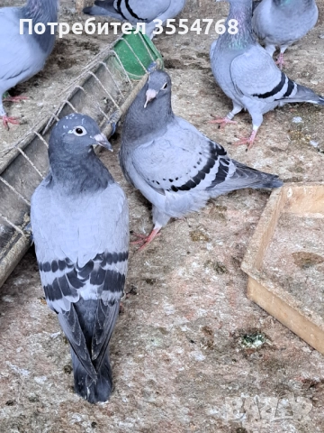 Продавам спортни гълъби , снимка 7 - Гълъби - 52534025