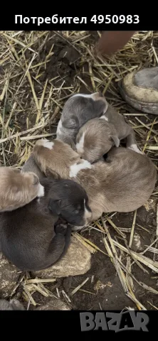 American Pitbull Terier X American bully