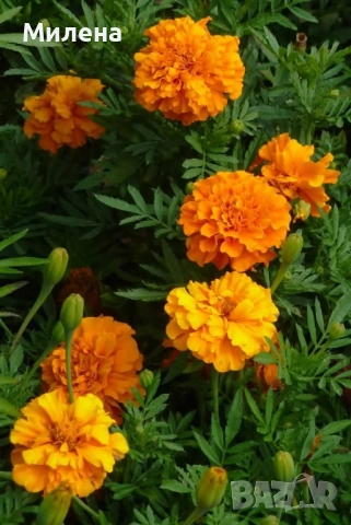 Семена за едногодишни цветя , снимка 18 - Сортови семена и луковици - 51341019