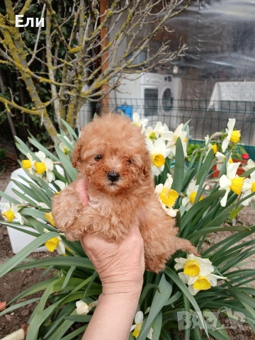 Той пудел- момиченце, снимка 4 - Пудели - 54181433