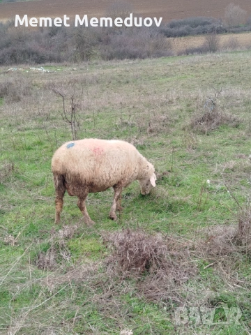 Овце за клане, снимка 4 - Овце - 53082390