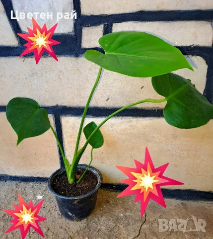 Комплект от три вида monstera, може и по отделно, снимка 15 - Стайни растения - 56123987