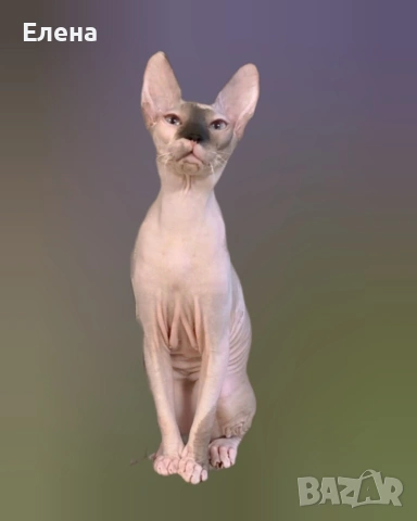 Донски Сфинкс със сине очи с родословие 