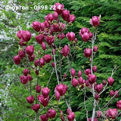 Магнолия -  Magnolia  Genie, снимка 3 - Разсади - 55750562