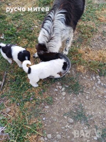 Кученца, снимка 2 - Каракачанска овчарка - 50739917