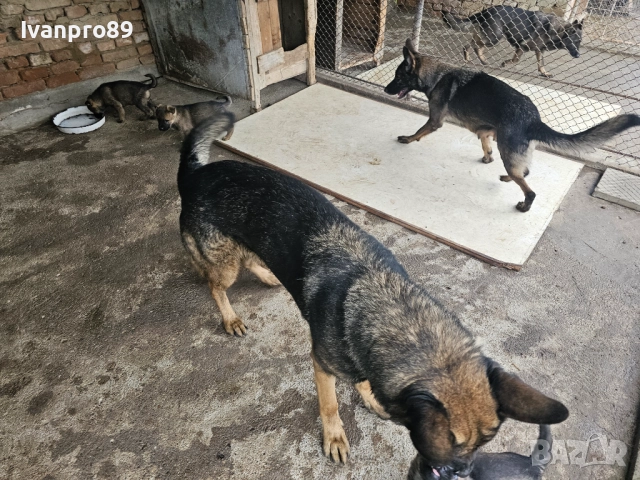 Продавам немски овчарки, снимка 2 - Немска овчарка - 52590063