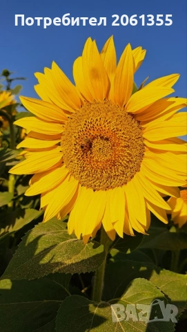 Продавам пити с пило и пчели