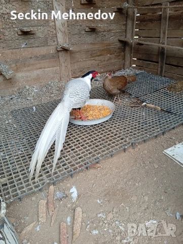 сребърни фазани , снимка 2 - други­ - 53062275