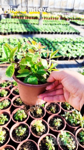 Вербена многогодишна, Verbena Bonariensis Bonnie Blue, снимка 7 - Градински цветя и растения - 52426647