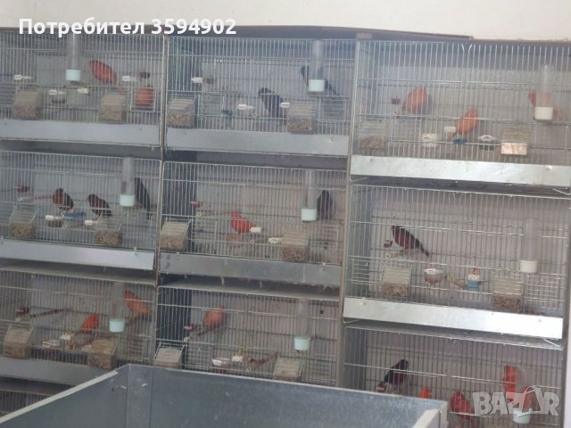 Канари, снимка 1