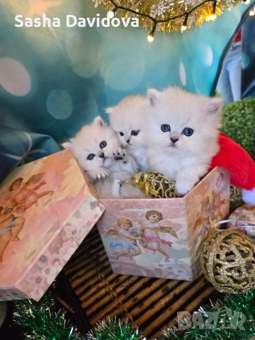 Британски дългокосмести котенца, снимка 9 - Други - 52730216