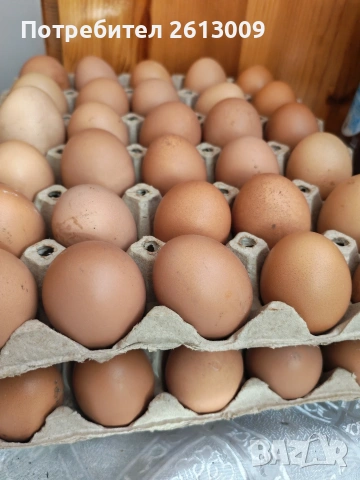 Домашни яйца
