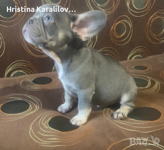 Френски булдочета, снимка 8 - Френски булдог - 52495348