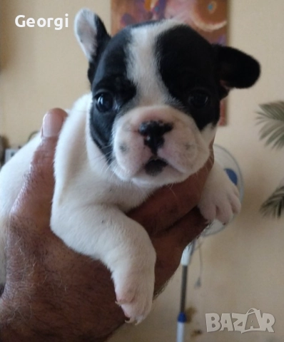 Френски булдог/малки кученца , снимка 8 - Френски булдог - 52590685