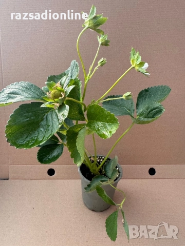 Разсад целогодишни ягоди сорт “Флорида Бюти”, снимка 3 - Разсади - 38243163