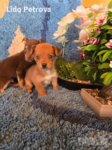 мини чихо пинчери, снимка 3 - Пинчер - 54077237