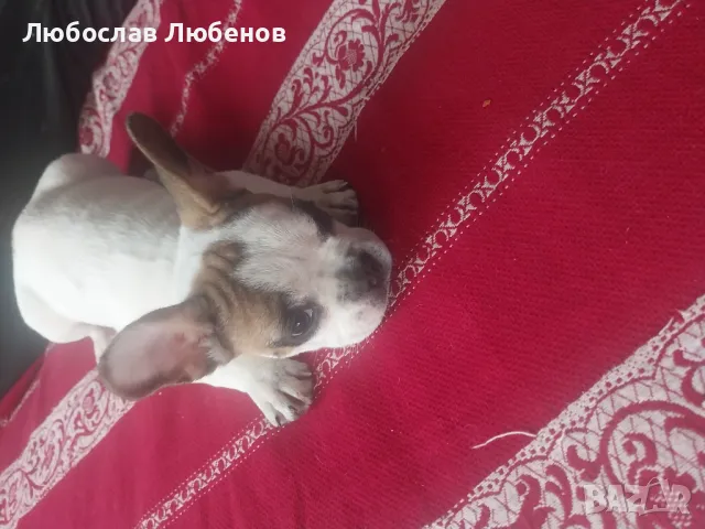 Френски булдог , снимка 1