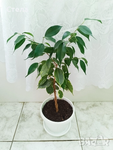 Шефлера, Бенджамин, Епипремнум, Хлорофитум и Бегония , снимка 5 - Стайни растения - 51788170