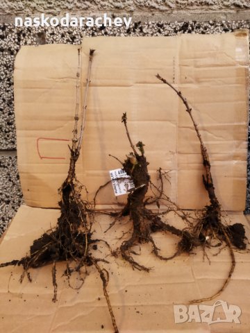 Черен дървовиден бъз, Свирчовина (Sambucus nigra) за имунната система на гол корен , снимка 8 - Разсади - 39107473