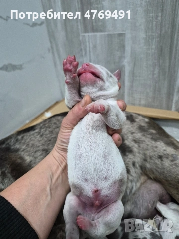 XL American bully's с родословие и сертификати , снимка 3 - Американски стафордширски териер - 53882558