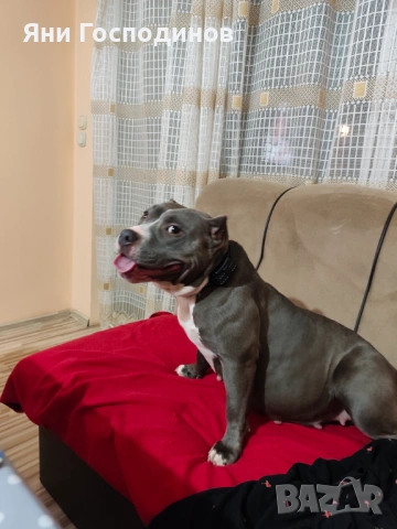 American bully standart, снимка 2 - Американски стафордширски териер - 54006085