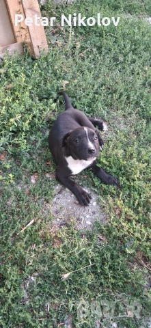 питбул чистокръвни , снимка 1