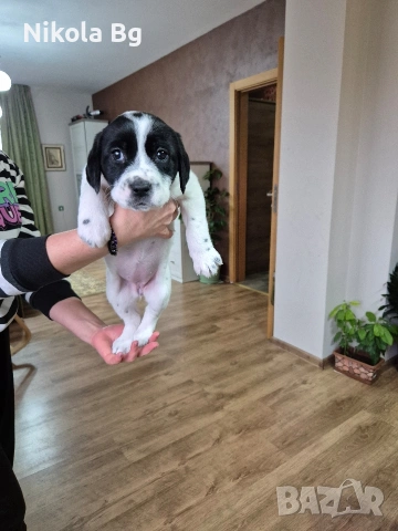 продаваме лабрадор , снимка 4 - Лабрадор ретривър - 53063685