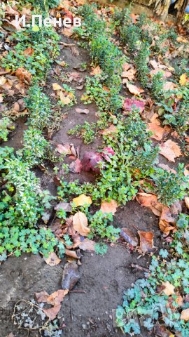 Расад за жив плет, снимка 5 - Градински цветя и растения - 41807423