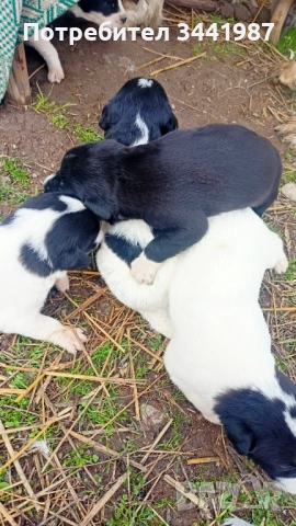 Каракачанки кучета , снимка 4 - Каракачанска овчарка - 52374828