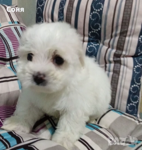 Мини малтийски болонки , снимка 7 - Болонка - 52529237