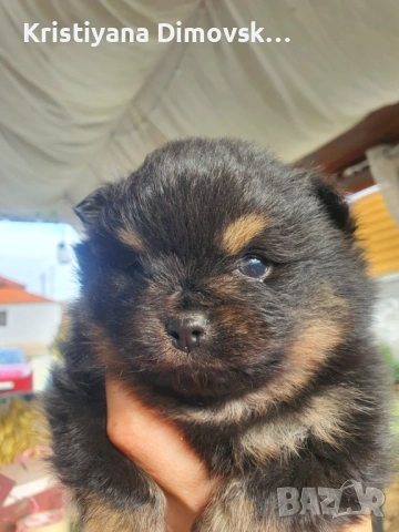 Продавам померан , снимка 6 - Померан - 54177752