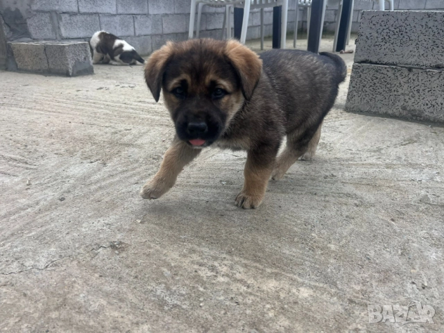 Кученца Алабай Х Малиноа Кръстоска с Доставка, снимка 6 - Други - 52220666