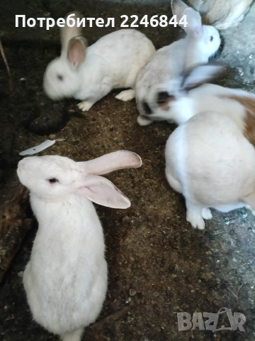 продавам зайци на възраст 5 до 6 месеца, снимка 2 - Други - 53942731