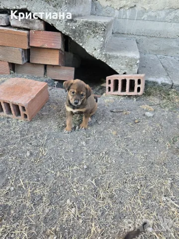 Подарявам Кученца , снимка 6 - Други - 55725021