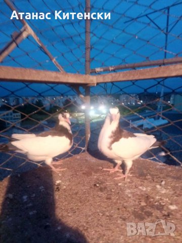 Гълъби високолетачи ПАЗАРДЖИШКИ!, снимка 16 - Гълъби - 30137742