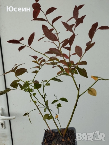 Американска боровинка , снимка 4 - Разсади - 52578002