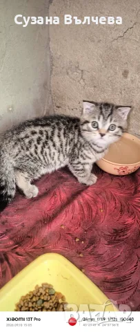 Продавам малки котенца шотландци, снимка 2 - Британска късокосместа - 56050526