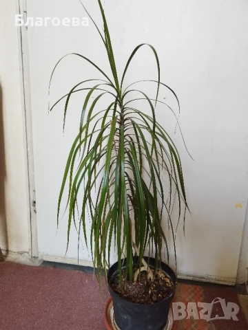 Палма , снимка 2 - Стайни растения - 51125048