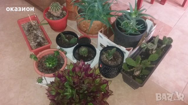 цветя и саксии всички за 25евро, снимка 3 - Градински цветя и растения - 53187917