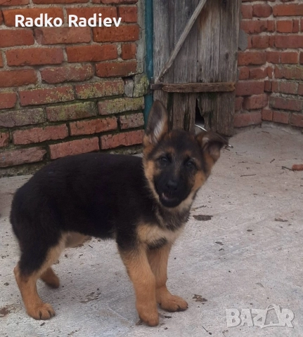 Немска овчарка, снимка 2 - Други - 52263594