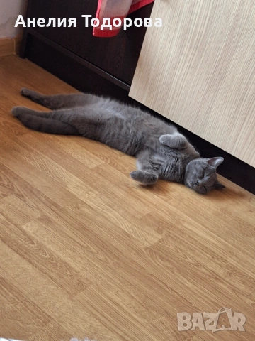 Синя британска късокосместа котка, снимка 4 - Британска късокосместа - 54321349