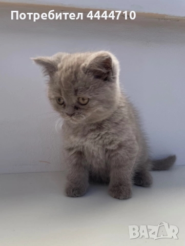 Британски късокосмести котки, снимка 1