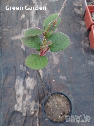 Самоопрашващо киви сорт Boskoop